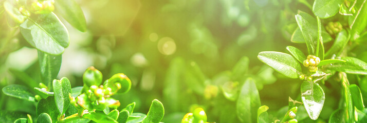 Natural green plants using as spring background cover page. Greenery banner.