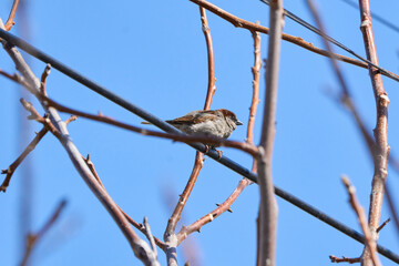 sparrow on a branch