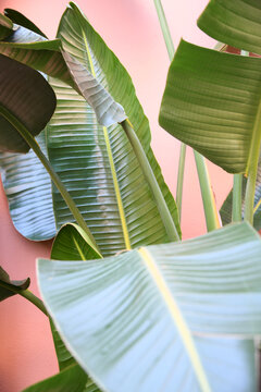 Tropical Leaves Growing Against A PInk Wall
