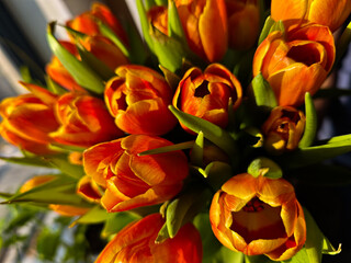 Fiery tulips glowing in sunlight