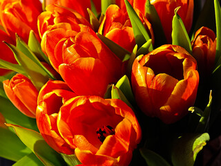 Fiery tulips glowing in sunlight