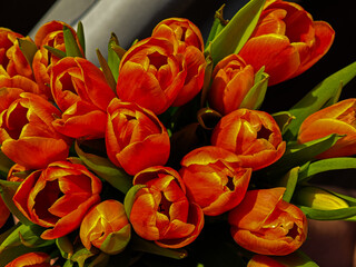 Fiery tulips glowing in sunlight