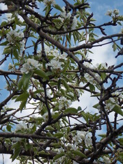 Harmony of nature, Colors of life, Emotions in the frame, Urban rhythms, blossom