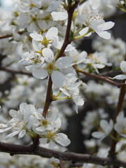 Harmony of nature, Colors of life, Emotions in the frame, Urban rhythms, blossom