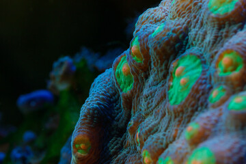 Obraz premium Macro shot of delicate pink coral polyps blooming on a reef, surrounded by marine life in an underwater ecosystem.