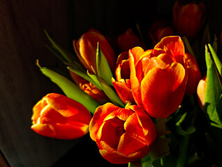 Fiery tulips glowing in sunlight
