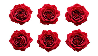 Beautiful Red Rose png 