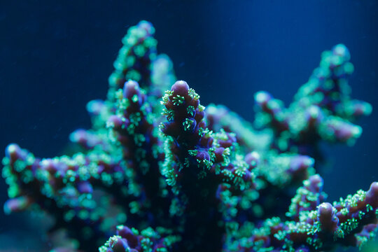Macro shot of vibrant coral polyps in deep blue ocean lighting, intricate marine reef ecosystem, glowing underwater beauty, aquatic biodiversity