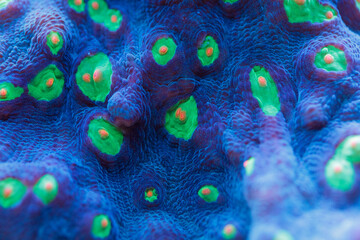 Macro shot of delicate pink coral polyps blooming on a reef, surrounded by marine life in an...