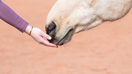 Mensch & Pferd