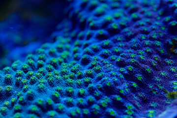 Macro shot of delicate pink coral polyps blooming on a reef, surrounded by marine life in an...