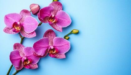 Fototapeta premium Beautiful Pink Orchid Flowers Branch on a Blue Background, Floral Design. With Copy Space for Text