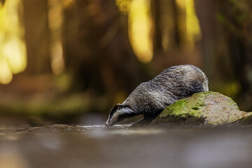 European badger (Meles meles) drinks from the stream © michal