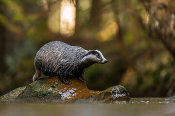 European badger (Meles meles) on a stone in a stream in the woods