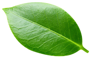 leaf isolated on white background