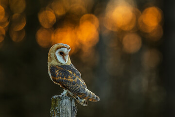 female barn owl (Tyto alba) on a stake by the woods at sunrise in a coloured backlight