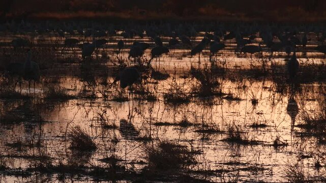 Sandhill Cranes During Sunset in a Marsh