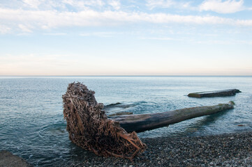 Black Sea coastline during sunrise with a fallen tree on a pebble beach in the foreground, Dagomys, Sochi