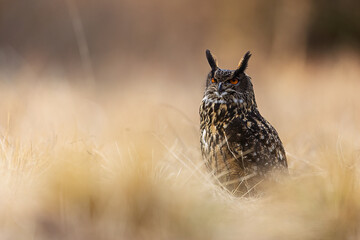 male Eurasian eagle-owl (Bubo bubo) sitting on the ground in the grass