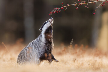 European badger (Meles meles) smells the berries © michal