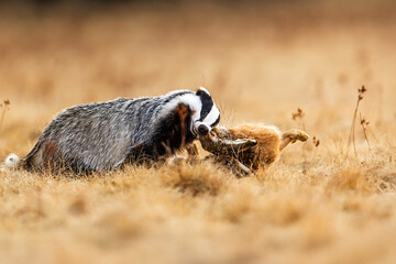 European badger (Meles meles) he has a hunted hare © michal
