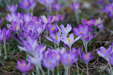 Lila im Frühling