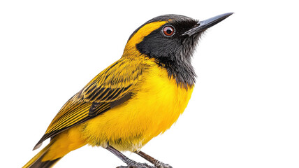 Obraz premium Brightly colored bird perched gracefully, showcasing vibrant yellow and striking black feathers