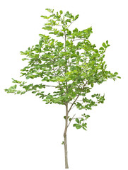 樹木　ハクモクレン