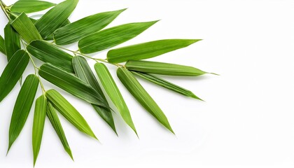 Fototapeta premium bamboo leaves isolate on white background with clipping path