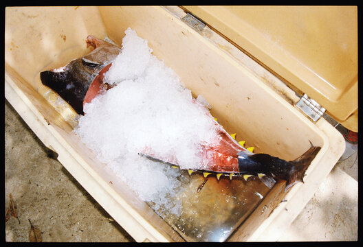 Freshly caught tuna sits on ice in the refrigerator.