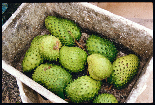 Freshly picked guanabana in a shipping crate