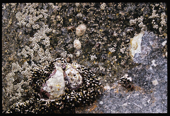 Colorful sea life on rocky shore during low tide 