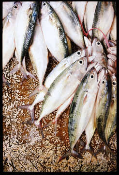 Bundles of fresh fish laid out on a counter for sale