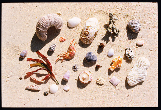 Colorful collection of seashells and seaweed on sandy beach