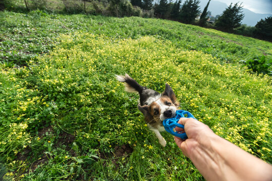 Playful dog biting a blue toy in a green field