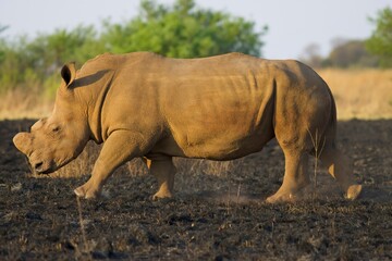 Fototapeta premium rhino walking 