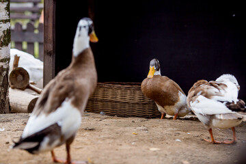Pets. Poultry farm with domestic duck chicks. The concept of animal husbandry and rural life. Poultry farming on a private eco-farm.