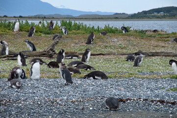 Group of penguins on an islet in Beagle Channel, Patagonia