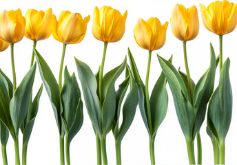 beautiful yellow tulip in the garden