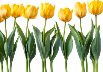 beautiful yellow tulip in the garden