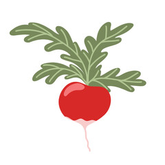 Pink radish with green top isolated on white background. Vector hand drawn illustration. Fresh and healthy home garden vegetable product. Farm food icon for web, print, sticker