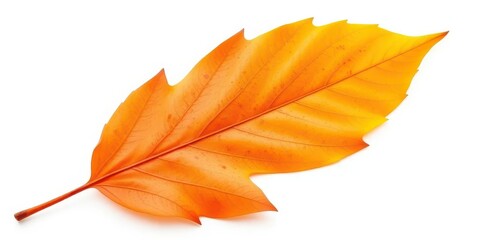 Obraz premium Single autumn leaf isolated on white background, fall, autumn
