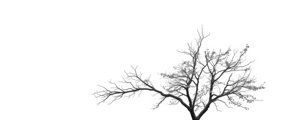 Obraz premium Single deciduous tree, stark branches against pure white, solitary, simple