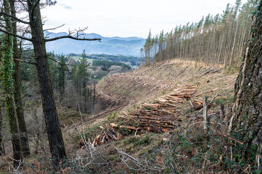 Deforestation destroying trees on hillside in Spain