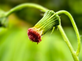 Sintrong plants (Crassocephalum crepidioides) grow wild in the tropical climate of Borneo