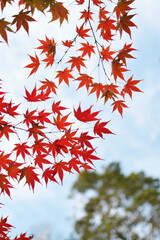 青空と赤いカエデ