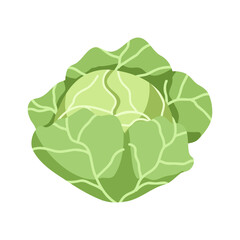 Fresh cabbage with green leaves vector illustration. Hand drawn cabbage isolated on white background. Organic healthy food. Vegetarian nutrition. Simple single icon for farm market, web and print