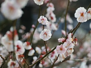 Close-up of delicate cherry blossoms on branches with a soft-focus background
