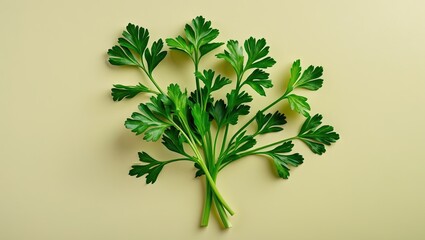 Fresh green parsley leaves arranged in a fan pattern on a soft pastel yellow background, capturing vibrant greenery and delicate textures.