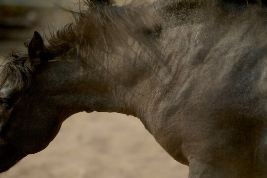 Close-up of a dark horse's head and neck with flowing mane and textured skin. Brandenburg, Germany